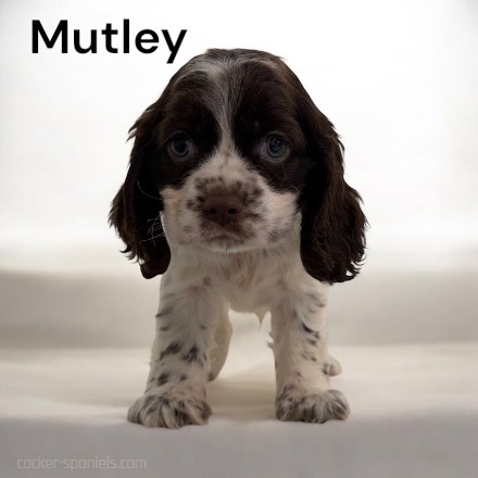 puppy, for, sale, Cocker Spaniel, Joe & Cherri  Overlease, dog, breeder, Miller, MO, dog-breeder, puppy-for-sale, forsale, nearby, find, puppyfind, locator, puppylocator, aca